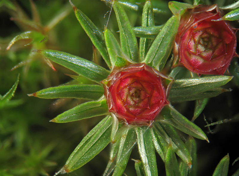 Un mazzo di rose rosse - Polytrichum juniperinum